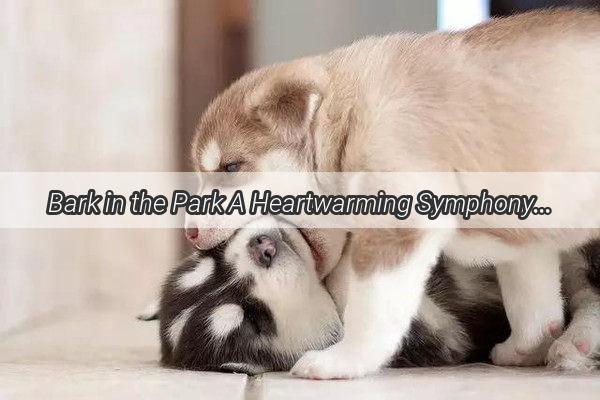 Bark in the Park A Heartwarming Symphony of Paws and Melody